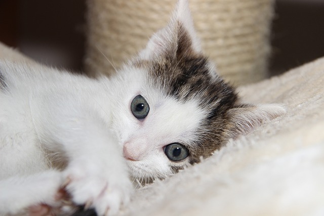 猫肠炎和猫瘟有什么区别？